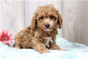 Sally - puppy for sale