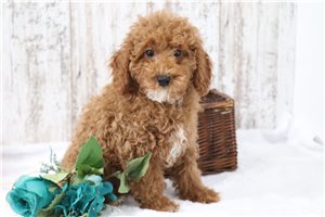Rudy - Poodle, Miniature for sale