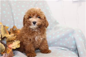 Flynn - Miniature Poodle for sale