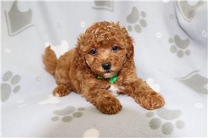 Declan - puppy for sale