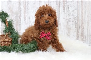 Winston - Poodle, Miniature for sale