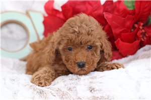 Lucia - Poodle, Miniature for sale