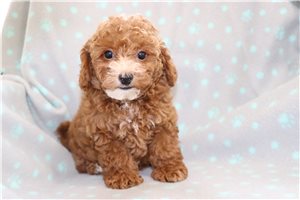 Flynn - Miniature Poodle for sale