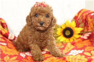 Ellie - puppy for sale