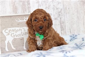 Ikee - Poodle, Miniature for sale