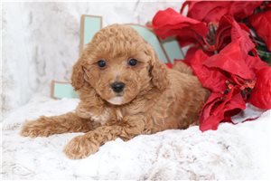 Karol - Poodle, Miniature for sale