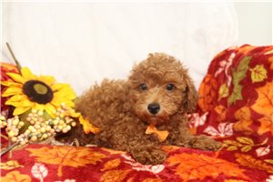 Bowen - Poodle, Miniature, placed in Mansfield