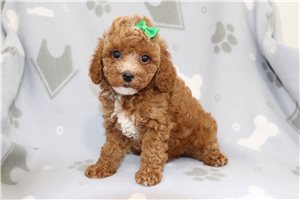 Mila - puppy for sale