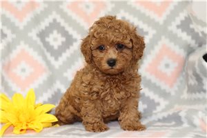 Cameron - Poodle, Miniature for sale