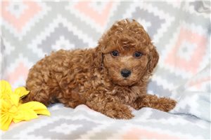 Bowen - puppy for sale