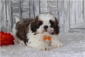 Jerry - puppy for sale