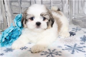 Jimbo - puppy for sale