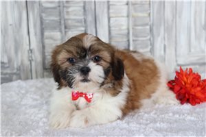 Harry - puppy for sale