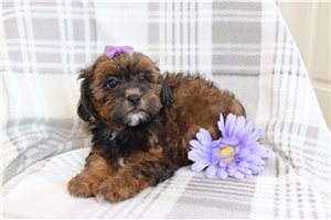 Holly - Shih Tzu for sale