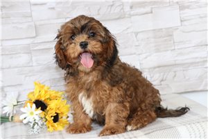 Wayne - Shih Tzu for sale