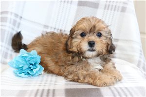 Arlin - puppy for sale