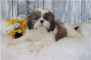 Rolo - puppy for sale