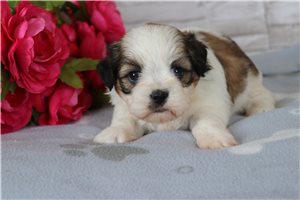 Yula - Shih Tzu for sale