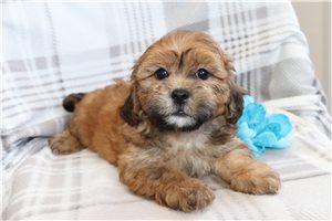 Carson - puppy for sale