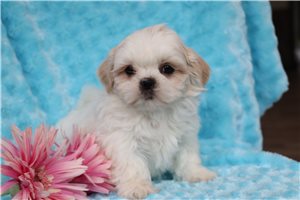 Lana - puppy for sale