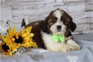 Polar - Shih Tzu for sale