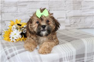 Jessa - Shih Tzu for sale