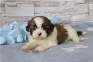 Rolo - puppy for sale
