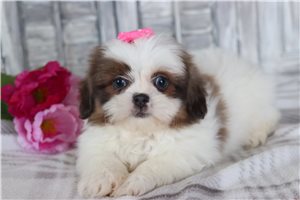 Keri - puppy for sale