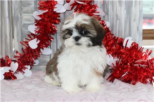 Indigo - Shih Tzu for sale