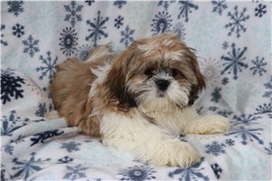 Karlos - Shih Tzu for sale