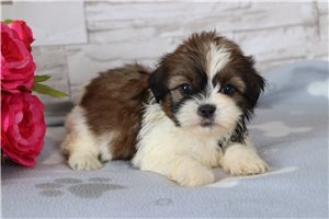 Vicky - puppy for sale