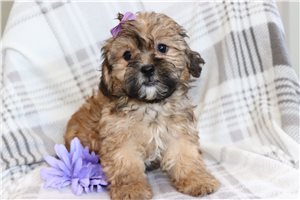 Jessa - Shih Tzu for sale