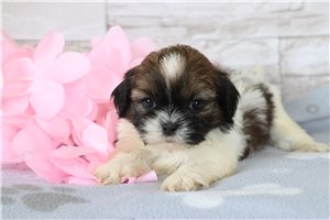 Unna - puppy for sale