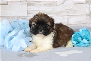 Quinton - Shih Tzu for sale