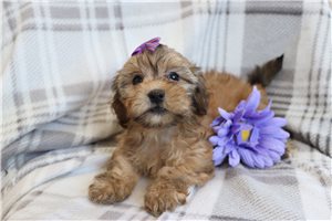 Ivey - puppy for sale