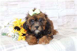 Holly - Shih Tzu for sale