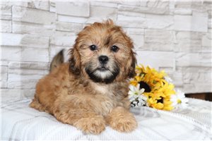 Carson - Shih Tzu for sale
