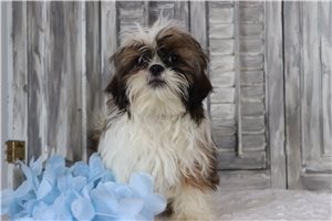 Indigo - Shih Tzu for sale