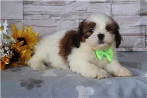 Spike - Shih Tzu for sale