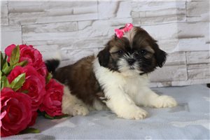 Unna - Shih Tzu for sale