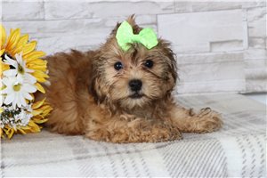 Ivey - puppy for sale