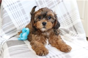 Wayne - puppy for sale