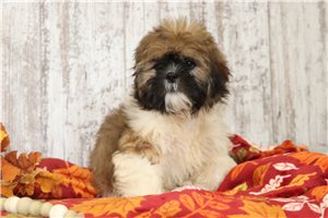 Quinton - Shih Tzu for sale