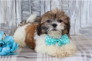 Harry - Shih Tzu for sale