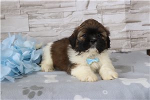 Quinton - Shih Tzu for sale