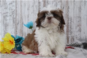 Quinton - puppy for sale