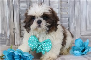 Jerry - Shih Tzu for sale
