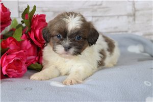 Wendy - puppy for sale