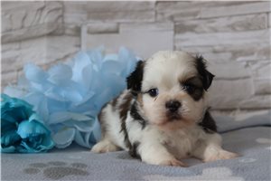 Timothy - Shih Tzu for sale