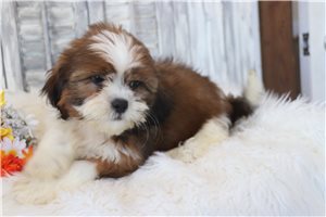 Polar - puppy for sale